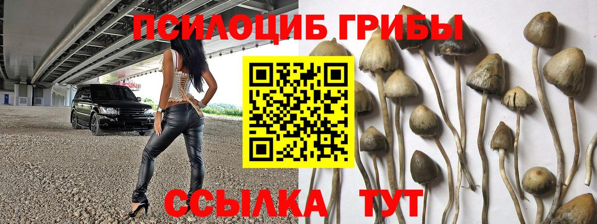 Кировск  Псилоцибиновые грибы Psilocybe  Вход с VPN 